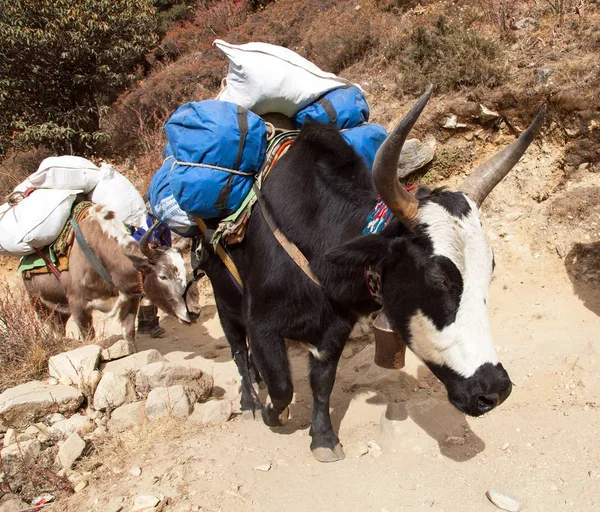 Husvagn Yaks-Nepal Himalayas Mountains — Stockfoto