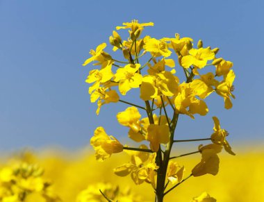 latin Brassica Napus kolza kanola veya colza alan