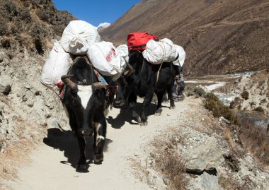 Yaks Kervanı - Nepal Himalaya dağları