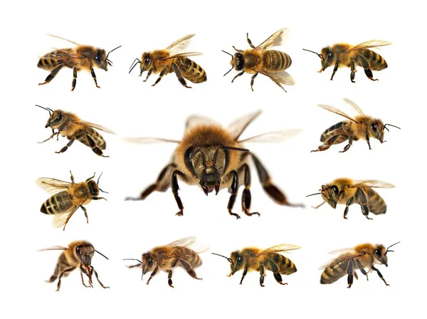 Pszczoła lub Pszczoła miodna na białym tle — Zdjęcie stockowe