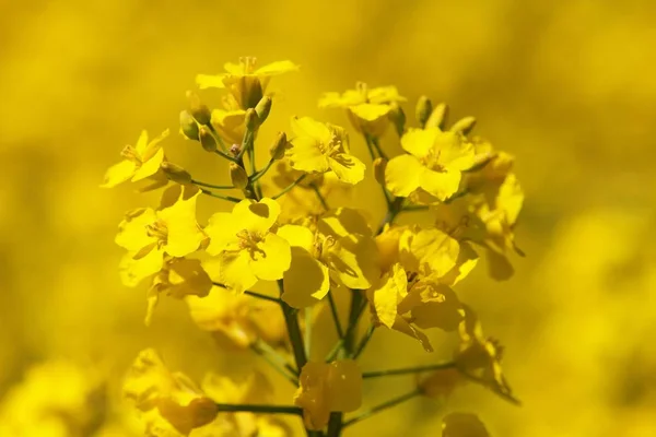 Canola campo de colza ou colza — Fotografia de Stock