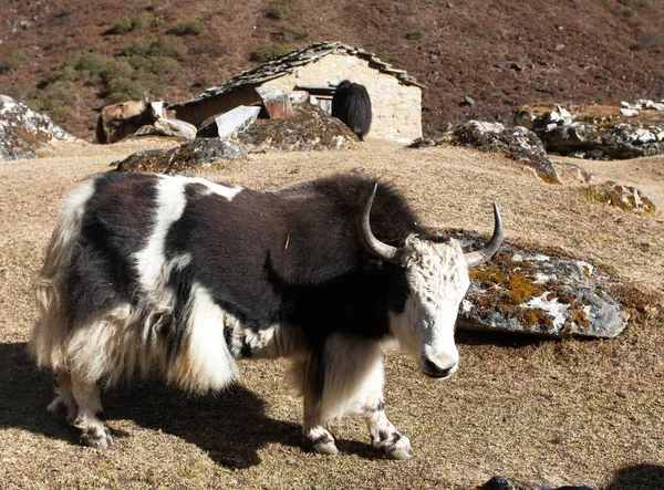 Yak blanco y negro - Nepal Himalaya — Foto de Stock