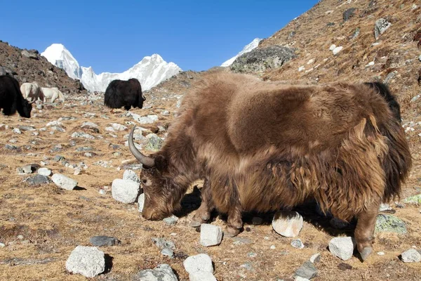 Yak en el camino al campamento base del Everest - Nepal Himalaya —  Fotos de Stock