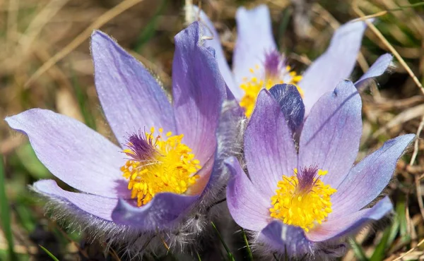 Beautiful blue flower of pasqueflower on the meadow — Stock Photo, Image