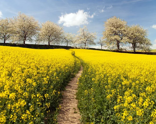 Rapeseed Repce káposztarepce mező pathhway sikátorban cseresznyefa — Stock Fotó