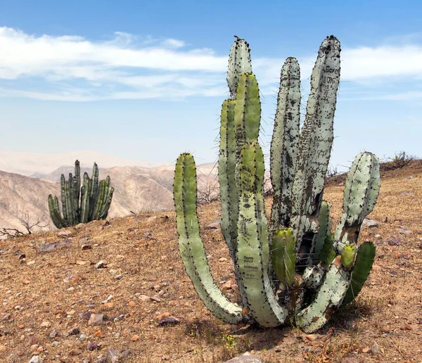 Kaktus in Wüstenlandschaft in der Nähe des cerro blanco, nazca — Stockfoto