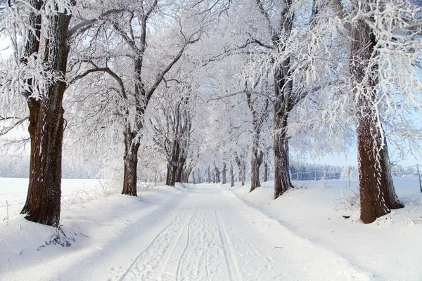 Зимний пейзаж с дорожной дорогой и аллеей — стоковое фото