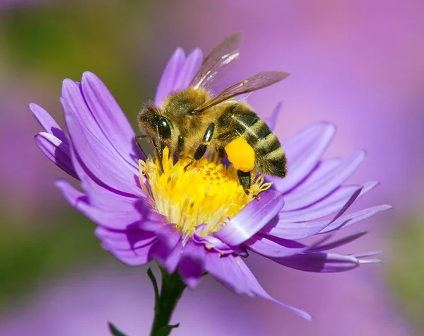 Biene oder Honigbiene auf Blume sitzend, apis mellifera — Stockfoto