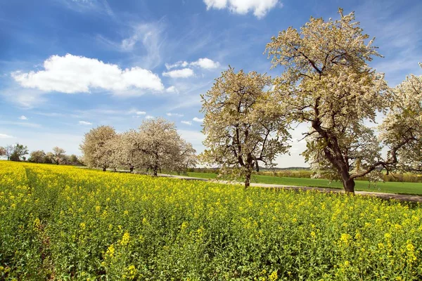 Rapeseed field and alley of flowering cherry trees — Stock Photo, Image