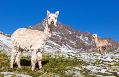 lama veya lama, mera üzerinde iki lama