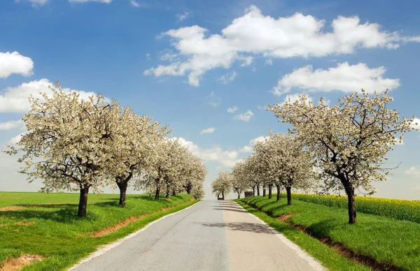 Vicolo di ciliegi in fiore — Foto Stock