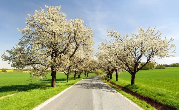 Estrada e beco de cerejeiras floridas — Fotografia de Stock