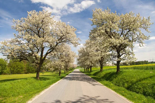 Yol ve sokak çiçekli kiraz ağaçlarının — Stok fotoğraf