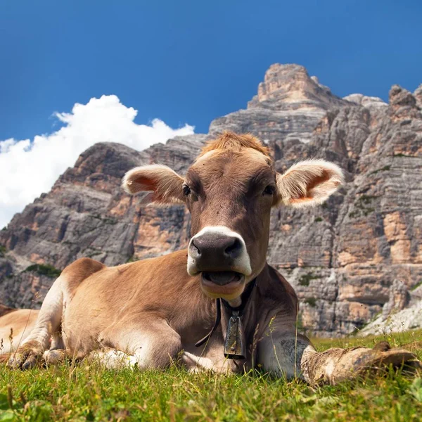 Vaca (bos Taurus) en la montaña que pone en el prado — Foto de Stock