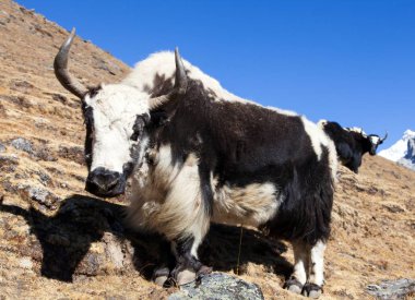 Siyah beyaz Yak Everest ana kampına yolda