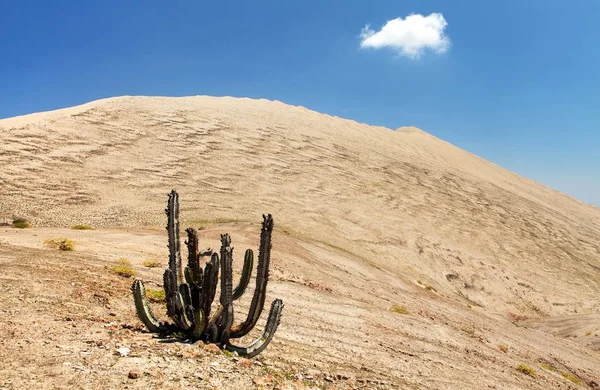 Cerro Blanco Sanddüne mit Kaktus in der Nähe von Nasca — Stockfoto