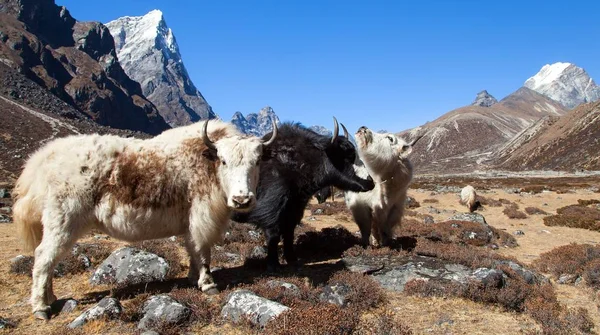 Yak, group of three yaks on the way to Everest base camp — Stock Photo, Image