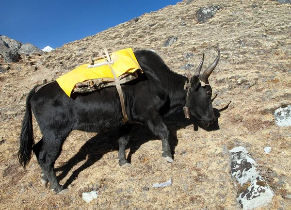 Black yak on the way to Everest base camp - Nepal — Stock Photo, Image