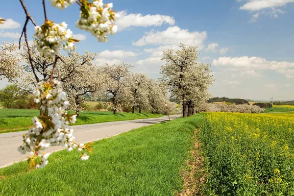 Alley of flowering cherry trees white colored — Stock Photo, Image