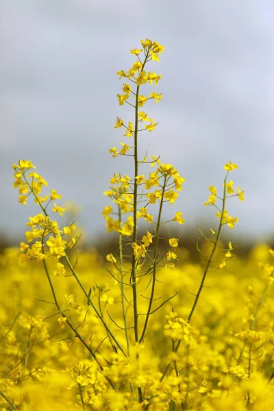 Подробности цветения рапсового канолы или поля Кользы — стоковое фото
