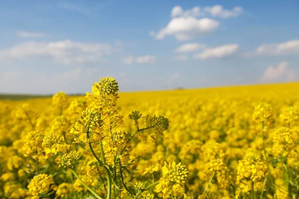 Campo de colza, colza o colza en latín Brassica Napus —  Fotos de Stock