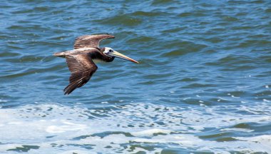 mavi deniz arka plan üzerinde pelikan uçan kuş