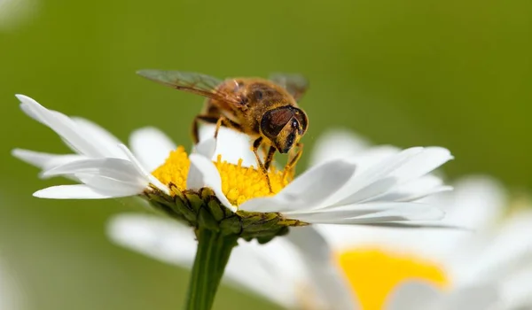 Abeja o abeja sobre flor blanca de margarita común — Foto de Stock