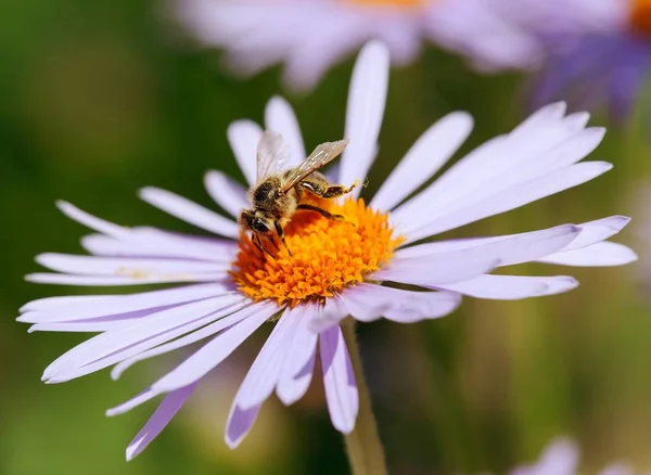 Abeja o abeja sentada en flor, Apis Mellifera — Foto de Stock