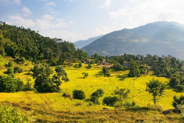 Risaie o risaie in Nepal Montagne dell'Himalaya — Foto Stock