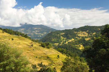 Nepal Himalaya dağlarında pirinç veya çeltik tarlaları