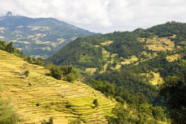 Nepal Himalaya dağlarında pirinç veya çeltik tarlaları