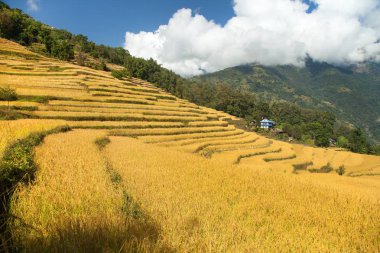 Nepal Himalaya dağlarında pirinç veya çeltik tarlaları
