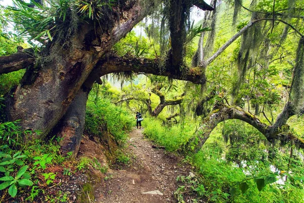 Pathway and rainforest, view from Choquequirao trek — Stock Photo, Image