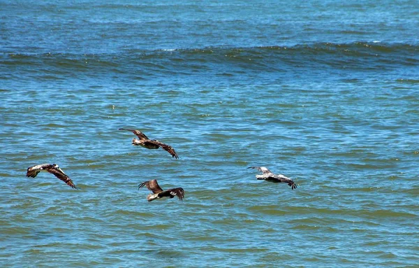 flock of pelicans flying bird on blue sea background