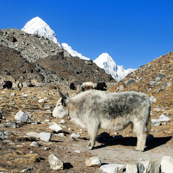 Yak blanc et gris, Népal himalaya Montagnes animal — Photo