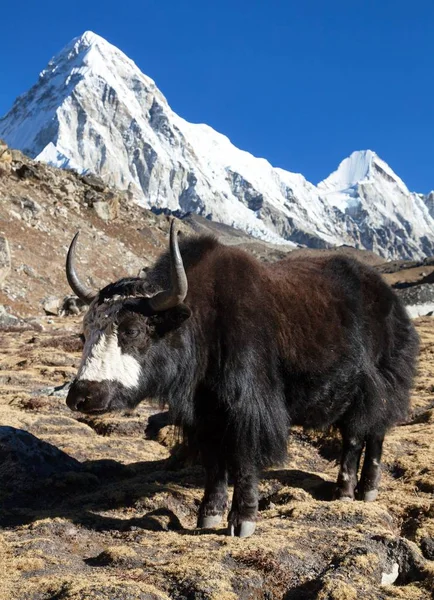 Black yak and mount Pumo ri — Stock Photo, Image