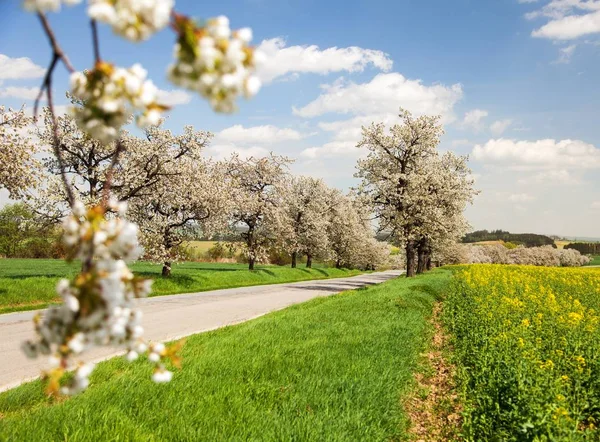 Gränd av blommande körsbärsträd vit färgad — Stockfoto