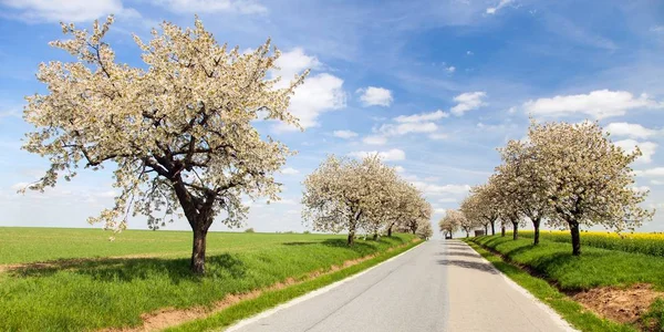 Estrada e beco de cerejeiras floridas — Fotografia de Stock