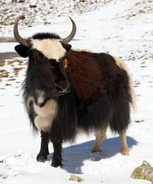 Yak preto e branco no fundo da neve na área de Annapurna — Fotografia de Stock