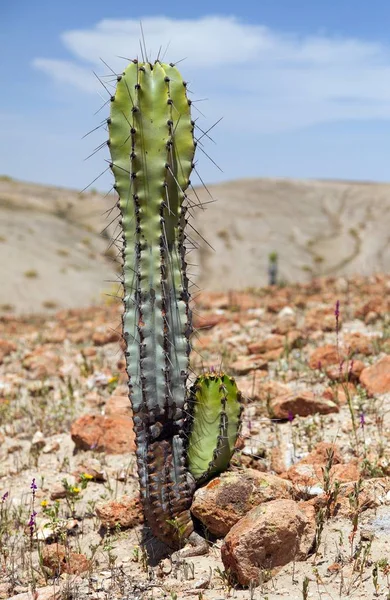 Kaktus in Wüstenlandschaft in der Nähe des cerro blanco, nazca — Stockfoto
