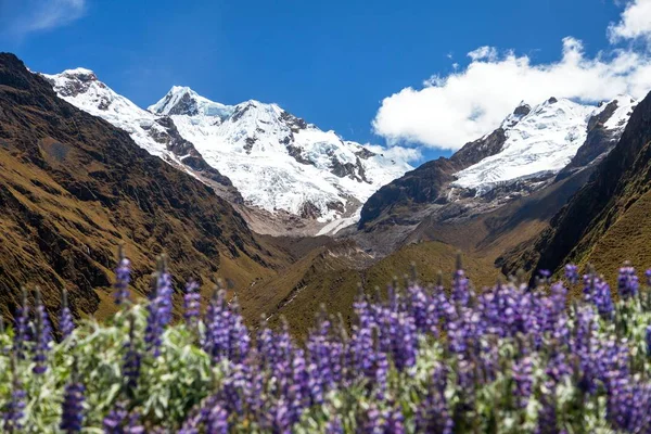Monte Saksarayuq con flor de Lupino, montañas de los Andes — Foto de Stock