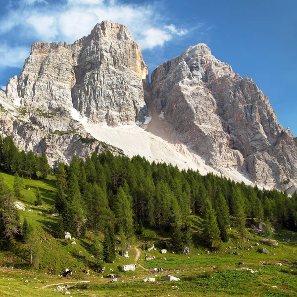 Monte Pelmo with wood — Stock Photo, Image