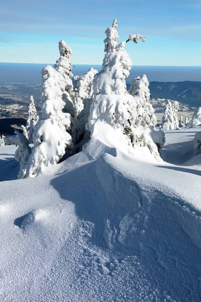 山に雪に覆われた木の美しい冬景色 — ストック写真