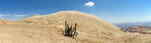 Cerro Blanco Zandduin Met Cactus Een Van Hoogste Duinen Ter — Stockfoto