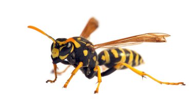 Latin Vespula germanica 'da beyaz arka planda izole edilmiş Avrupa eşekarısı veya Alman sarı ceketi