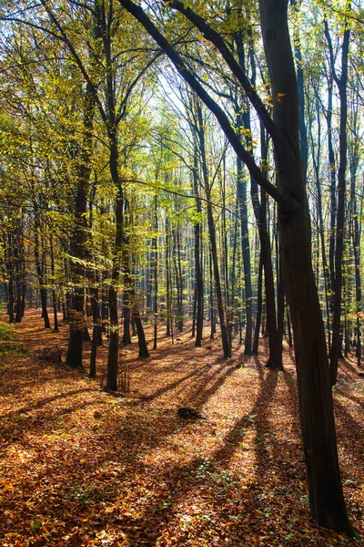 Pohled Podzimní Les Listnaté Buky Chriby Česká Republika — Stock fotografie
