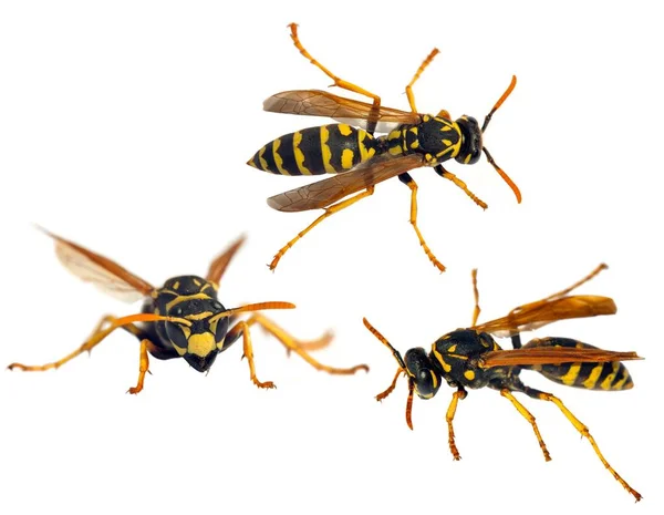 Set Three European Wasp German Wasp German Yellow Jacket Isolated — Stock Photo, Image