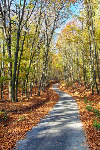 Autumn Forest Road Deciduous Beech Forest Chriby Czech Republic — Stock Photo, Image