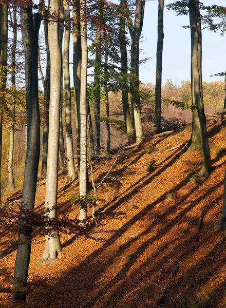 Вид Осенний Лес Лиственные Буковые Деревья Криби Чехия — стоковое фото