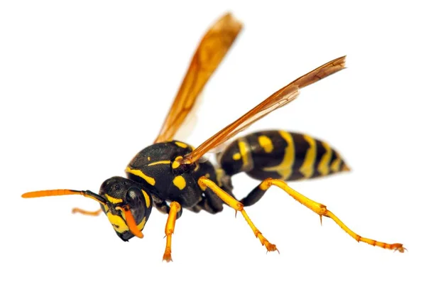 Latin Vespula Germanica Beyaz Arka Planda Izole Edilmiş Avrupa Eşekarısı — Stok fotoğraf